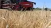 I år er det tilsyneladende nemmere at tærske stakkene fra kernerne på vinterbyggen. - Vi har ikke haft så meget sol, at det har brændt stakkene fast til kernerne, lyder vurderingen fra Danish Agro. Fotos: Jørgen P. Jensen