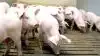 Vegansk aktivist valgte i sidste måned at gå ind på privat svineejendom på Orø og tog billeder gennem vinduet, som blev lagt på Facebook. Billederne viste grise i svinestald. Billeder som driftsleder nu vil have fjernet. Dette billede er et arkivbillede, som ikke har noget med den aktuelle sag at gøre.