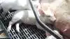 Veganske aktivister har angiveligt filmet ind gennem staldvinduerne hos blandt andre Morten Jensen fra HIN Agro på Orø. Nu forsøger han at få fjernet de ulovligt optagede videoer fra Facebook. Fotoet har ikke noget med den konkrete sag at gøre. 