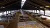 Gode LED-lyskilder kan lyse op til 50.000 timer, før lysstyrken falder til 70 procent af den lysstyrke, lyskilden havde, da den var ny, fortæller energi- og teknikrådgiver Kurt Mortensen fra Byggeri & Teknik.