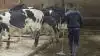 - Vi får lige nu rigtig mange henvendelser fra ulykkelige familier, der står i den situation, at de skal hjemsendes, siger teamleder for HR & Rekruttering i Agri Nord, Vittus Bernlow.