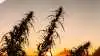 Fra regeringens side forventer man i Zimbabwe, at salget af cannabis vil nå helt op på 9,31 milliarder kroner - altså tre gange så meget som salget af landets nuværende mest indtjenende afgrøde i form af tobak. | Foto: Coloubox