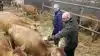 Hos Per Bundgaard (bagerst) hørte Rasmus Prehn (forrest) blandt andet om, hvordan et sharemilker-projekt har givet en ung landmand chancen for at komme i gang som mælkeproducent uden en kæmpeinvestering.
