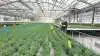 Produktionschef Steen Jensen, Gartneriet PKM, er en af de væksthusgartnere, som medvirker i projektet om bedre klimastyring. Foto:HortiAdvice
