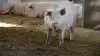 I mange stier til drægtige søer er der problemer med at holde det faste gulv i redekasserne rent. Seges Svineproduktion har derfor undersøgt om lave liggevægge kan hjælpe med til at holde gulvet i redekasserne fri for gødning. Arkivfoto