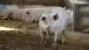 I mange stier til drægtige søer er der problemer med at holde det faste gulv i redekasserne rent. Seges Svineproduktion har undersøgt om lave liggevægge kan hjælpe med til at holde gulvet i redekasserne fri for gødning. Arkivfoto