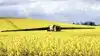På tirsdag afvikler Danish Agro stor temadag om raps på Hverringe Gods. Billedet stammer fra den 4. maj 2012, hvor rapsen øjensynligt var længere fremme end i år. Foto: Erik Hansen