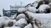 - Vi har været heldige med vejret i januar. De yderste roer i kulerne, som har været frosne, er ikke tøet op igen. Og har dermed ikke startet råd, oplyser Bo Secher. Foto: Nordic Sugar