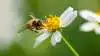 Syngenta og DLF har indgået aftale om at lave en pollen- og nektar-blomsterblanding, der tiltrækker bier, sommerfugle og andre insekter. Arkivfoto