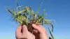 Op til ti sideskud og en jævn plantebestand på cirka 120 planter pr. kvadratmeter er optimalt og vidner om et godt udbyttepotentiale i hybrid-vinterbyggen, en Hyvido-sort fra Syngenta. Fotos: Bøje Østerlund