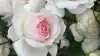 »Emmelie de Forest Forever« er en blomsterrig rose, der egner fra fortrinligt til buketter.