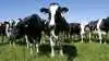Foto: Arla
