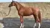 Præmiehingsten Hesselhøj Donkey Boss, der er danskavlet hos Hans Jørgen Hoeck og fremstillet ved Anders Hoeck, Asperup, er kåret som en af tre bedste treårige dressurhingste i Danmark. Foto: Ridehesten.com