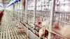 Selvom Kina nu må forventes igen at søge imod USA for at importere svinekød, så får det næppe indvirkning på den danske svinenotering, vurderer markedsanalytikeren Peter Arendt. MinAgro. Foto: Colourbox