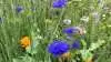 Velas tilbyder såning af blomsterstriber. Der sås fra sidst i april og en god måned frem. Såbedet skal være forberedt som til enhver anden afgrøde. Harvet og gerne givet en gang Roundup for at fange den første spirende ukrudt. Arkivfotos 