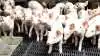 100 svinebesætninger med smågriseproduktion og cirka 80 tilknyttede besætningsdyrlæger får besøg af Fødevarestyrelsen i perioden april-november i forbindelse med en vejlednings- og kontrolkampagne, der sætter fokus på flokbehandling af smågrise. Arkivfoto: Camilla Bønløkke