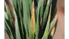 I de fleste marker ses forholdsvis lidt Septoria på de nedre blade. Her ses dog højtsiddende Septoria på nedre blad i tidligt sået hvede fotograferet ultimo april.  Foto: Ghita Cordsen Nielsen