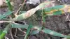 Meget septoria på de nederste blade af vinterhvedesorten Chevignon set ved Ringsted den 10. maj. Foto: Irene Skovby Rasmussen, VKST