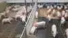 Grisene i besætningen hos Noe Agro i Lemvig bliver vådfodret gennem foderanlæg, og fodret manuelt med tørfoder fra en fodervogn to gange om dagen som et ekstra supplement, så grisene kan vælge mellem tør- og vådfoder. Fotos: AB Neo

