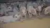 En tysk markedsekspert mener, at prisstigningen på smågrisemarkedet kunne være endnu større, hvis foderomkostningerne ikke var så høje. Det skriver Danske Svineproducenter.