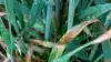 Informer-hvede kraftigt angrebet af septoria. Foto: Hans Jørgen Bak, Agriadvice