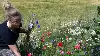 Interessen for at plukke blomster har været stor.