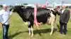 Inden for den store Holstein-race gik sejren som skuets bedste ko til ko nr. 44971-08629 fra Antoon Van Ittersum, Skærbæk. Foto: John Ankersen

