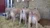 I forbindelse med Jersey Fyns grillarrangement og besøg på Andekærgård, var der linet en række af besætningens bedste køer op. Heriblandt naturligvis de tre køer, der ved On Farm dyrskuet blev udpeget til bedste besætningsgruppe.