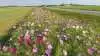 Selvom blomstermarkerne stadig udgør en lille del af det samlede landbrugsareal, ser Landbrugsstyrelsen stor stigning i arealet, som et udtryk for, at landmændene gerne vil være med til at prøve nye løsninger. 