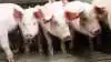 Den animalske produktion er ikke effektiv og optager alt for meget plads. Vi
skal som minimum halvere vores husdyrproduktion i 2030, mener Frie Grønne, som har præsenteret nyt landbrugsudspil.