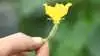 En miniagurk med blomst, som sælges til Noma. Foto: Jørgen P. Jensen