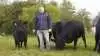Troels Andersen har prøvet det før, mange gange før. På Kimbrerskuet i Aars trækker han endnu engang sine angusdyr fra marken og ind i Messecenter Vesthimmerland med et mål for øje - Interbreed. Fotos: Tenna Bang
