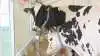 Raunhøj Dairy var en af besætningerne, som man kunne besøge på Dansk Holsteins årsmøde. Foto: Line Brusgaard