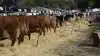 Det bliver med både en ny formand og et nyt, moderniseret koncept, at Hobro Dyrskue er tilbage den 4. juni. Foto: Agri Nord