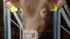 Danish Crown Beef hæver nu noteringerne for hun- og handyr på grund af en usædvanlig høj efterspørgsel. 