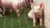 USDA forventer, at produktionen af svin vil falde i Kina. Foto: Colourbox.