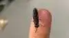 Insekter kan gå hen og blive en vigtig proteinkilde i svinefoder.