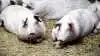 Flere producenter opfattede Fødevarestyrelsens målrettede kampagne med breve i e-Boks om reduktion af antibiotikaforbrug som ligegyldig og nedladende. Flere producenter vil til gengæld gerne deltage i en mere rådgivende dialog med mulighed for en mere nuanceret tilgang til sagen. Arkivfoto