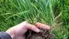 - Det er især sygdommene Septoria og brunrust, der har været i forsøgene i år. I alle blandinger har angrebsgraden af Septoria været reduceret sammenlignet med enkeltsorterne, lyder det fra Seges. Arkivfoto