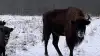 Det er blandt andet denne bison, der har fået Dorthe Brauner Jensen fra foreningen Stop vanrøgt af dyr bag hegn til at melde Naturstyrelsen Bornholm til politiet. Privatfoto