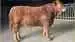Svendshøj Sofus P. er katalog nummer 10, ved avlsdyrauktionen den 2. april. Han er en heterozygotisk polled tyr fra januar 2021 fra Østergård Jensen A/S, Vinderup. Han havde en 365-dages vægt på 613 kg. Foto: Dansk Limousine Forening