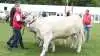 Nørgaard I/S kunne tage hjem fra Fjerritslev Dyrskue med både skuets bedste kødkvægskvie samt skuets bedste kødkvægspar. På Dyrskuet Thy-Mors trækker de igen deres Charolais-kvæg i ringen. Fotos: Line Brusgaard