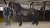 Tina Kirkegaard Eriksen skal ved årets dyrskue ride med på Tibbe fra Stærbakkegaard.