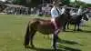 Som skuets bedste følhoppe udpegede dommerne den 4-årige miniaturehest Teglmosens Bay Breeze Legacy efter Majestic Farm Jay Hawks Legacy, der er ejet af Stine Louise Andersen.