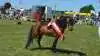 Skuets bedste hingst blev den 5-årige miniaturehest Highlight Mr Carraway efter Abrias Daring Eclipse, der er ejet af Katusa Miniaturehorses v/Lise og Daniel Katusa Romer i Bogense.