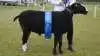 Skuets bedste ældre vædder blev af racen Zwartbles, ejet af RB Farm Supply v/Ronny C W M Bon i Janderup Vestjylland.