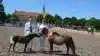 Titlen »Skuets bedste følhoppe« gik til den kun 4-årige miniaturehoppe, Teglmosens Bay Breeze Legarcy med det blot to måneder gamle hoppeføl, Vesterø´s Valentina, By Breeze, ved siden. Hoppe og føl er ejet af Vesterø´s Miniature v/Stine Andersen, Bogense