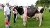 Skuets bedste Holstein-Ko: Kat. nr. 109 – ko nr. 44641-03246 fra Stakkehavegaard i Vojens. 