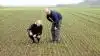 Godsejer Claus Lohmann Poulsen, Egemarke Gods ved Kalundborg er på marktur med sin planteavlsrådgiver Søren Schnipper fra AgroPro – her midt i ét af AgroPros observations-forsøg med 18 forskellige, lovende vinterhvedesorter. Allerede nu er der tydelige sortsforskelle, hvor sorten til højre er kraftigere end sorten til venstre. Marken er en anden års hvede og der er pløjet før såning. Søren Schnipper måler her jordtemperaturen til 17 C på sit jordtermometer. Fotos: Jørgen P. Jensen