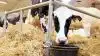 Dansk Holstein stiller sig ikke tilfreds med at være økonomisk ligeværdig med de andre malkekvægsracer. De vil være endnu mere. Arkivfoto